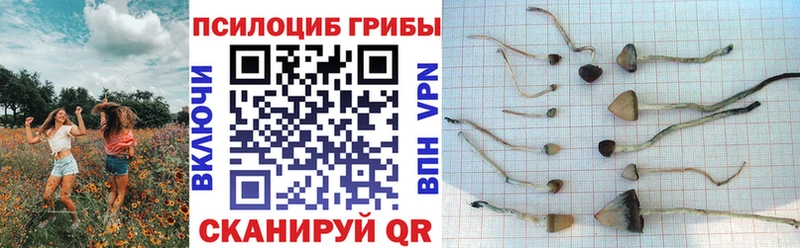 Галлюциногенные грибы Cubensis  Кировск 